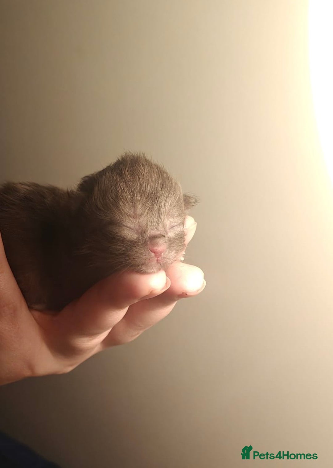 Persian cats for sale: CHOCOLATE PERSIAN KITTENS - Image 3