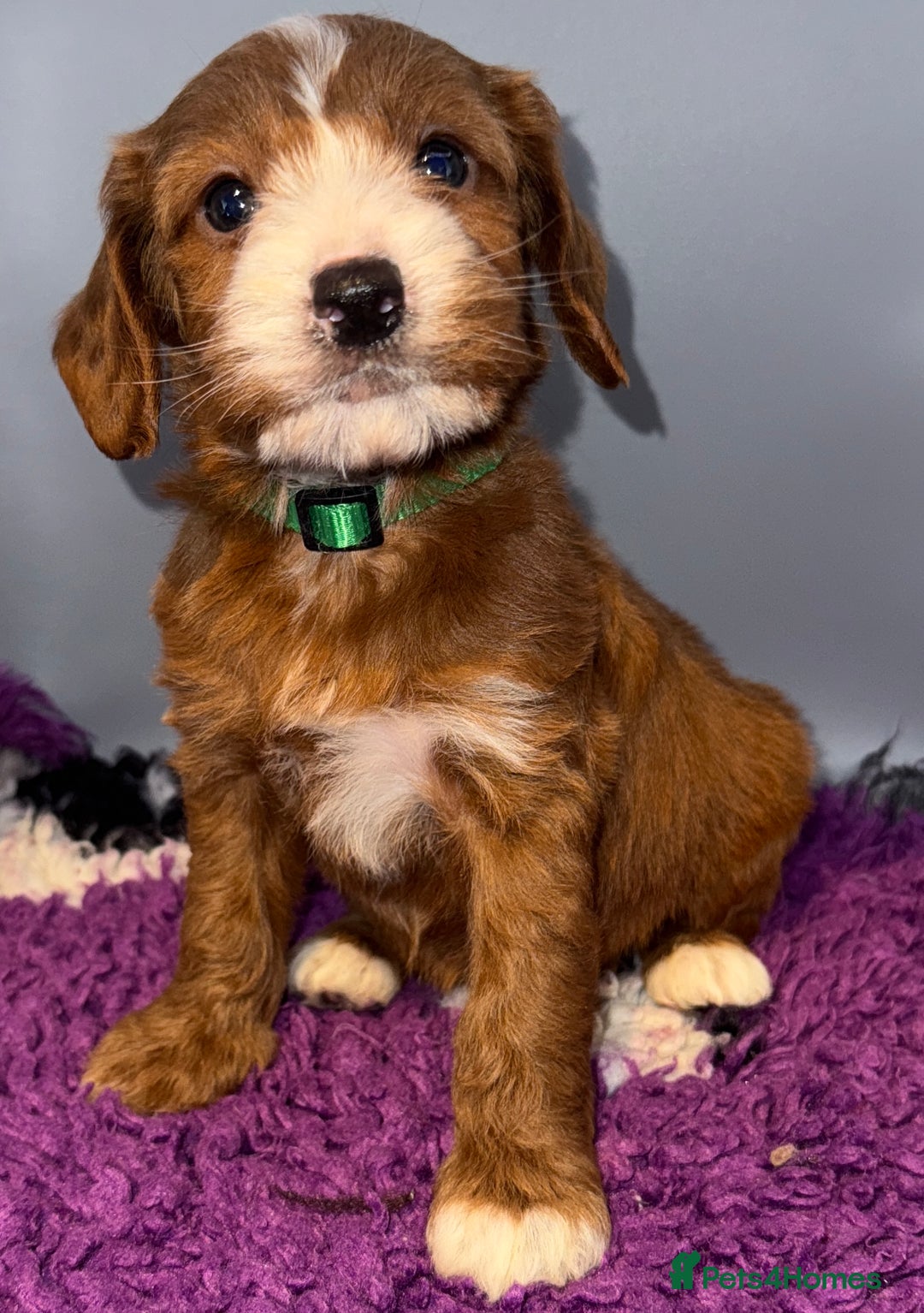 Cockapoo dogs for sale: Stunning F1 Cockapoo Puppies - Advert 9