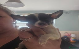 Chiweenie dogs for sale: Chihuahua cross dachshund  - Image 5