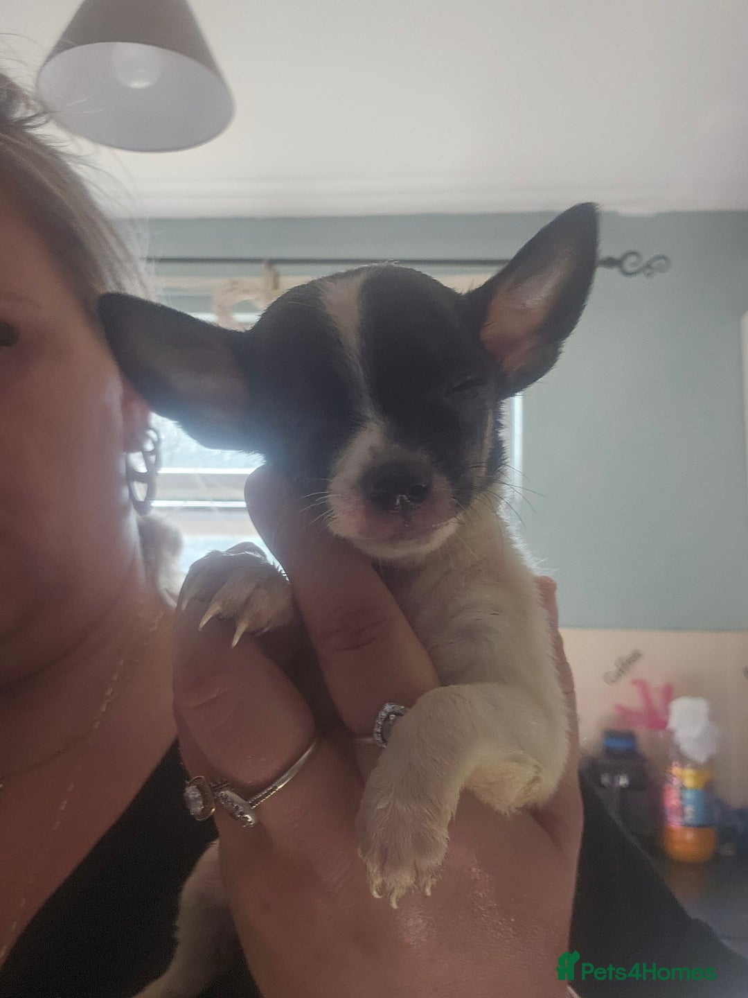 Chiweenie dogs for sale: Chihuahua cross dachshund  - Image 5