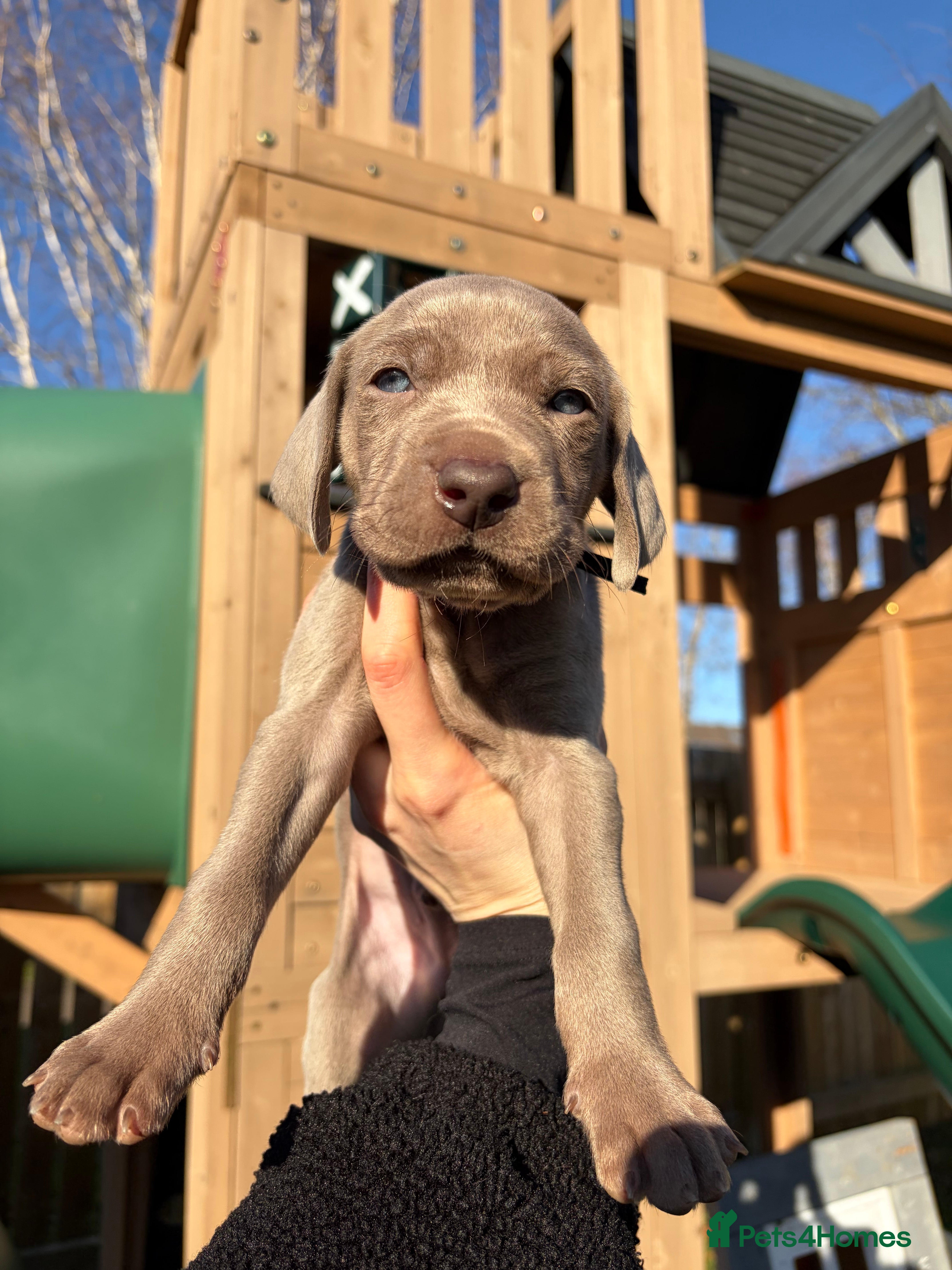 Weimaraner dogs 💎LAST BOY AVAILABLE 💎 Weimaraner puppies  - Advert 12