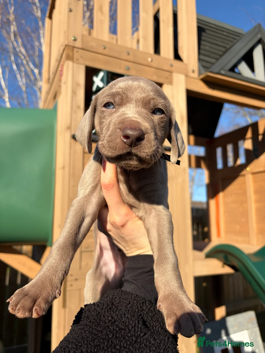 Weimaraner dogs for sale: 💎LAST BOY AVAILABLE 💎 Weimaraner puppies  - Advert 2