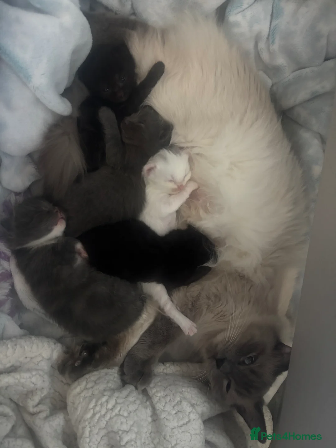 Ragcoon cats for sale: Ragdoll cross maincoon kittens  - Advert 2