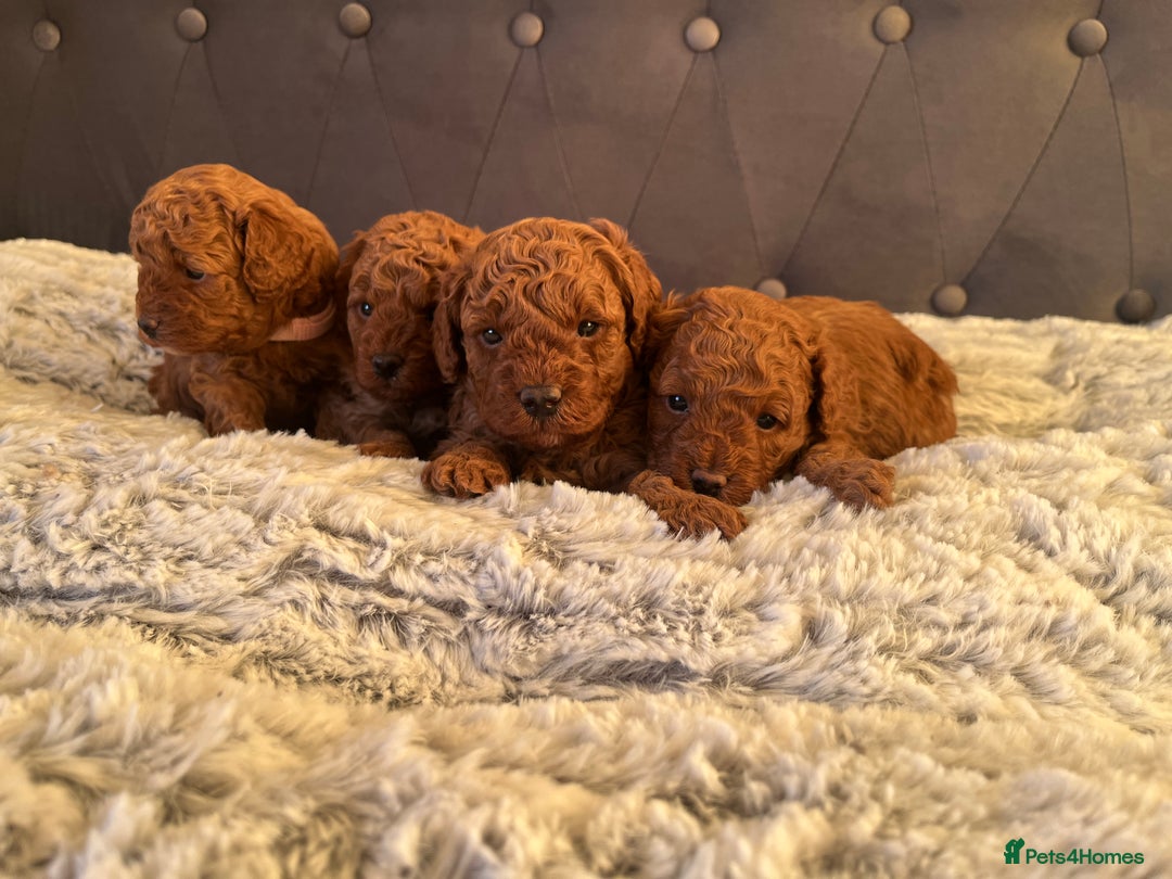 Toy Poodle dogs for sale: Toy poodle puppies - Advert 8