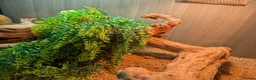 Bearded Dragon reptiles for sale: Red monster  - Advert 7