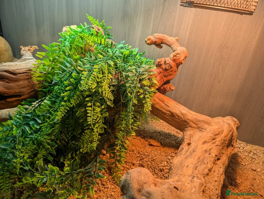 Bearded Dragon reptiles for sale: Red monster  - Advert 7