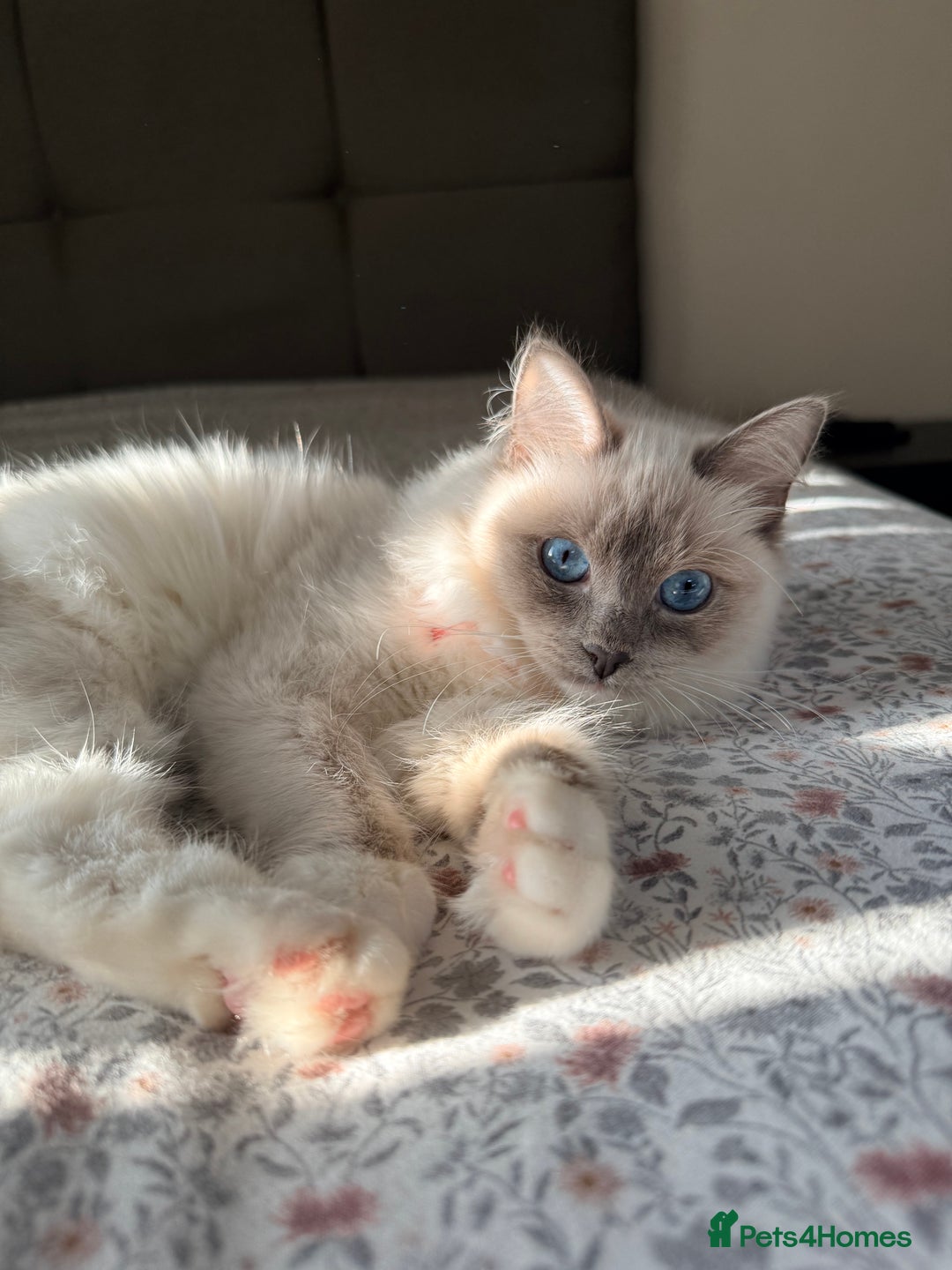Ragdoll cats for sale: Beautiful ragdoll girl  - Advert 1