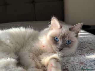 Ragdoll cats Beautiful ragdoll girl - Advert 1