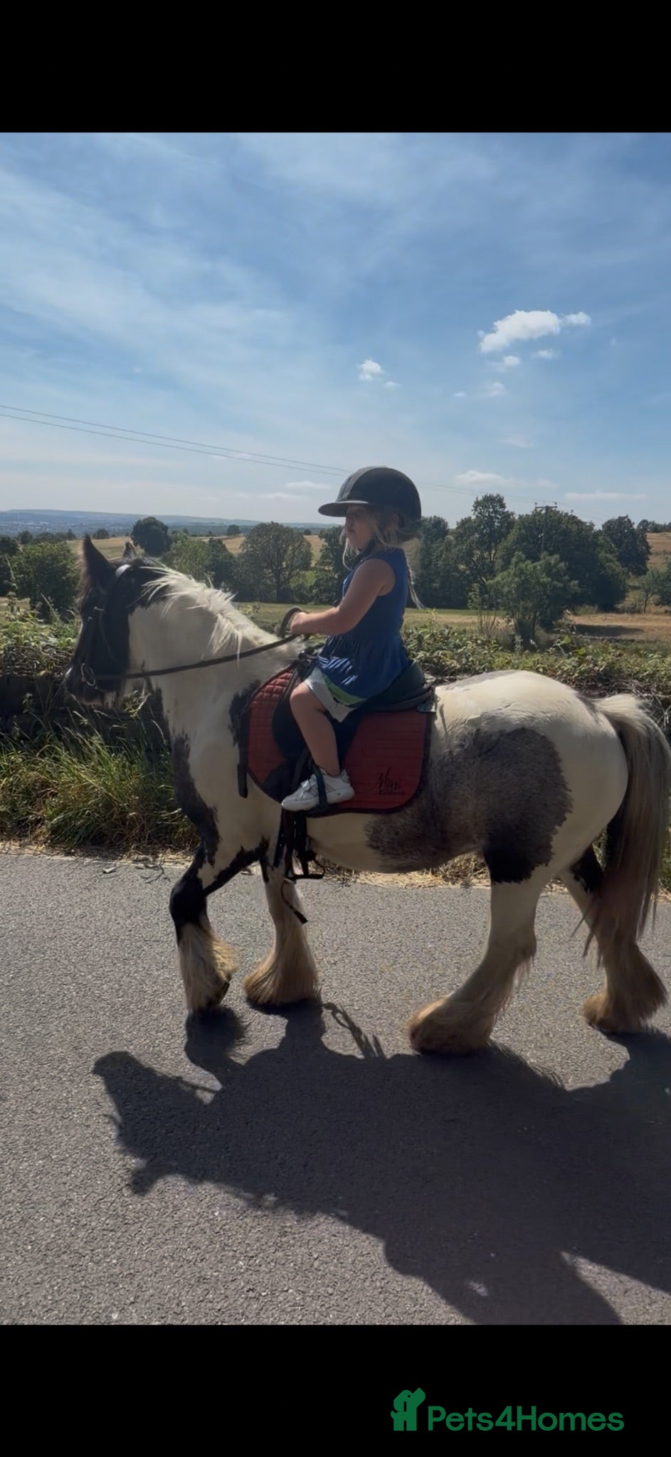 Irish Cob horses perfect children's pony 💓 - Advert 1