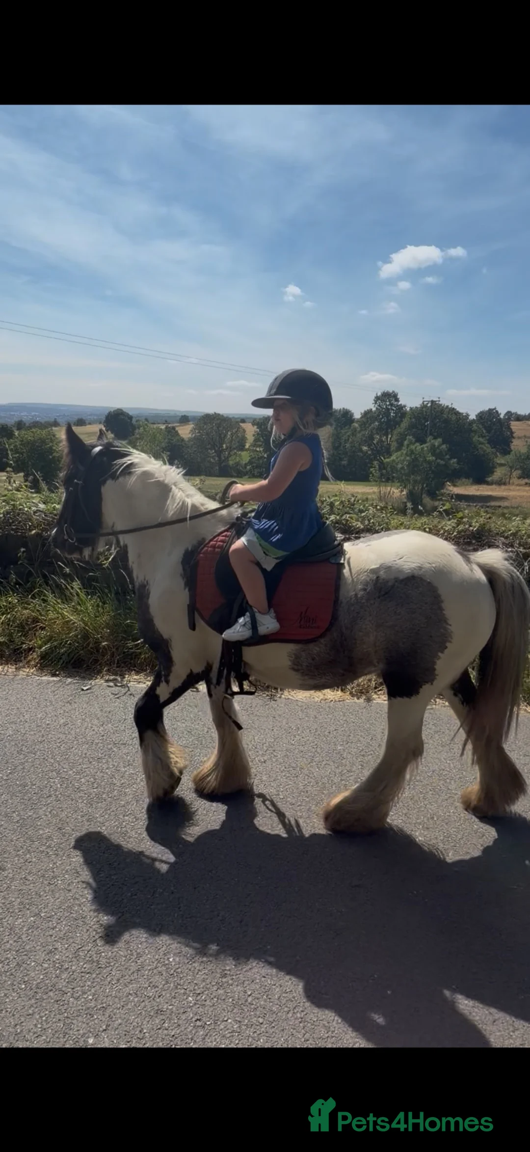 Irish Cob horses for sale: perfect children's pony 💓 - Advert 1