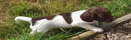 English Springer Spaniel dogs for sale: Gorgeous English Springer Spaniels Puppies - Advert 5