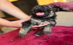 German Shepherd dogs for sale: Stunning long  German Shepherd puppies gsd pups  - Image 11