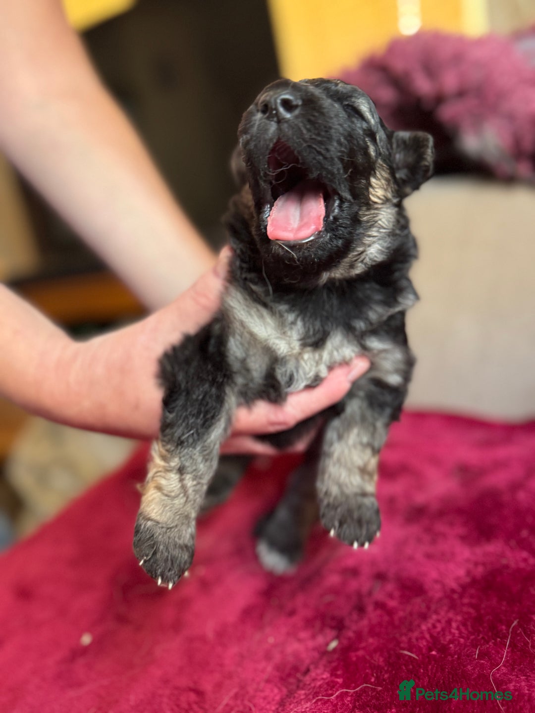 German Shepherd dogs for sale: Stunning long  German Shepherd puppies gsd pups  - Image 11