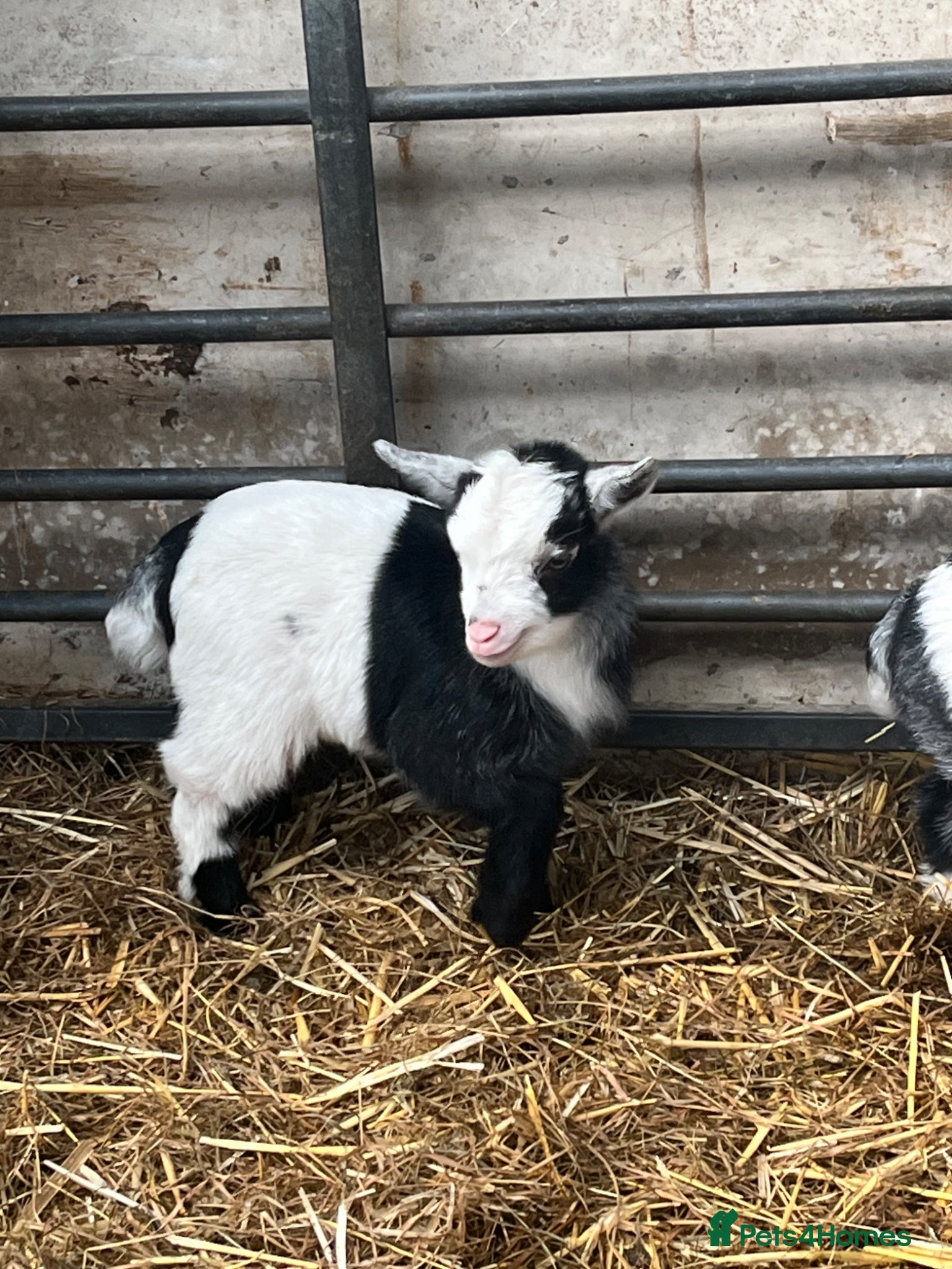 Goats livestock Pygmy goat wethers looking for a new home - Advert 5