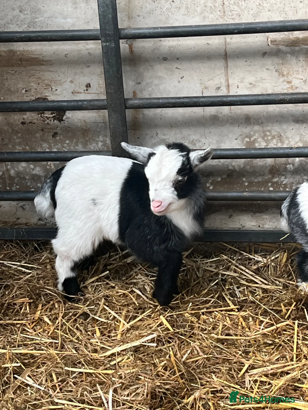 Goats livestock for sale: Pygmy goat wethers looking for a new home - Advert 1