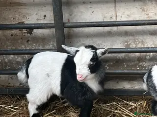 Goats livestock Pygmy goat wethers looking for a new home - Advert 11
