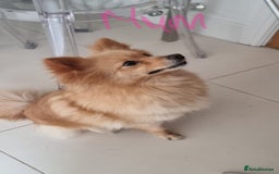 Pomeranian dogs for sale: Pomeranian - Image 14