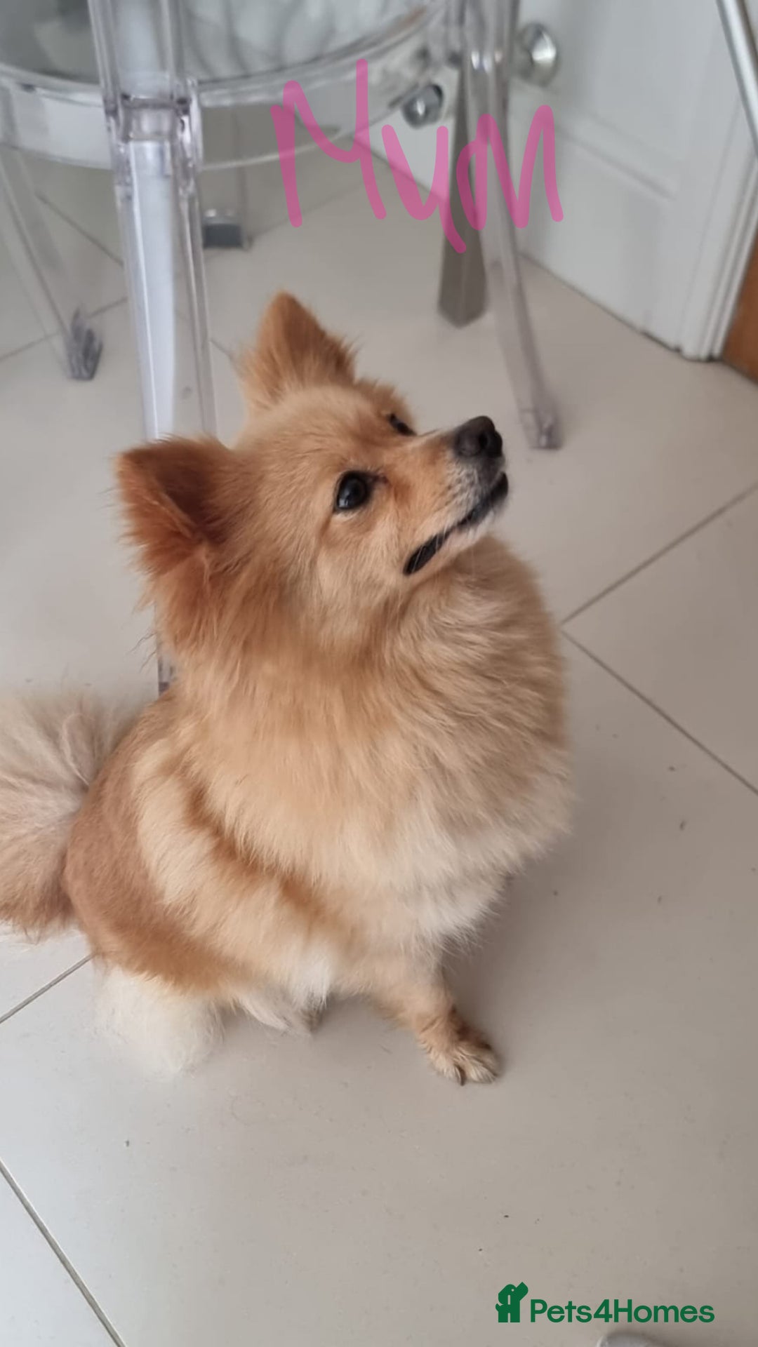 Pomeranian dogs for sale: Pomeranian - Image 14