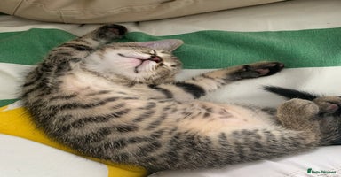 Mixed Breed cats - Advert 1