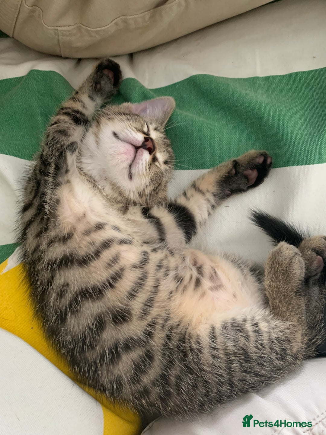 Mixed Breed cats for sale: Gorgeous 8 week old female tabby kittens - Image 3
