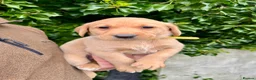 Labrador Retriever dogs for sale: Fox red labrador puppies - Advert 2