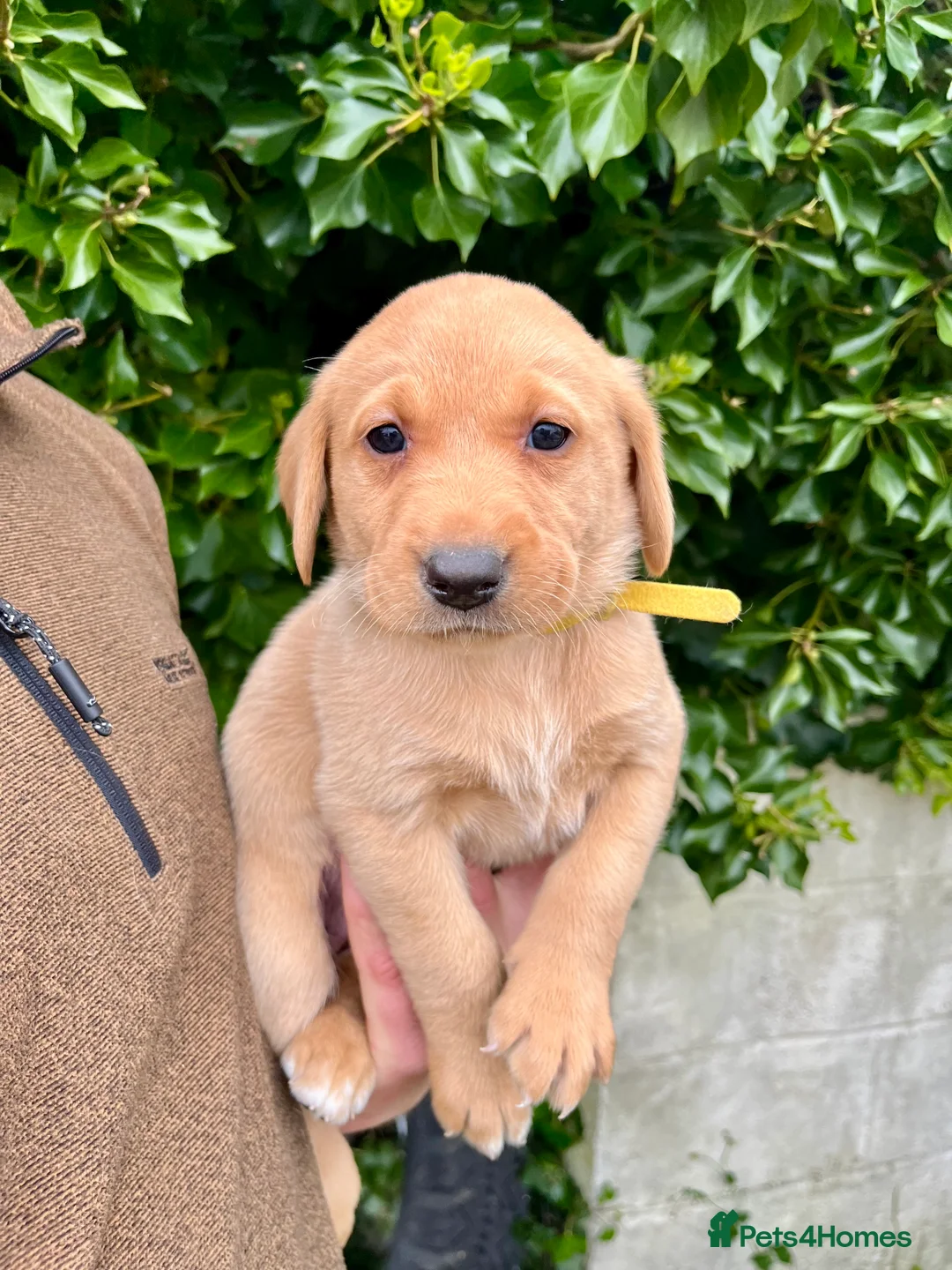 Labrador Retriever dogs for sale: Fox red labrador puppies - Advert 2