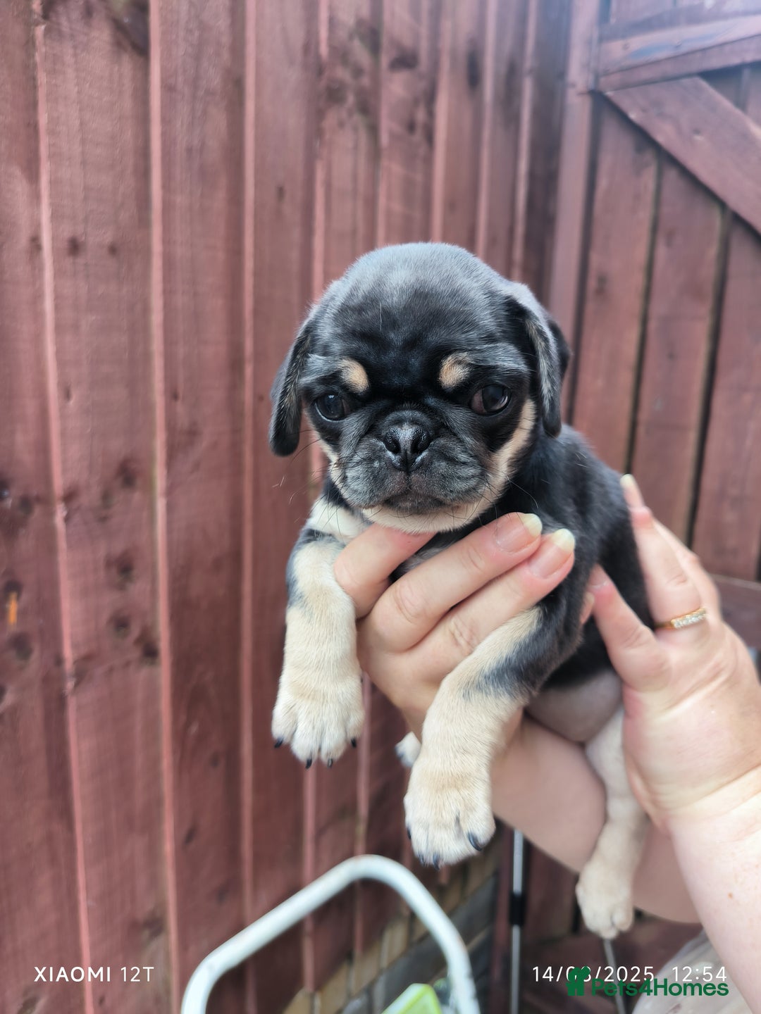 Pug dogs for sale: 2 KC Pug puppies available from a litter of 3. - Image 10