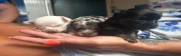 Chihuahua dogs for sale: 3 STUNNING LONGHAIRED MERLE CHIHUAHUAS  - Advert 9