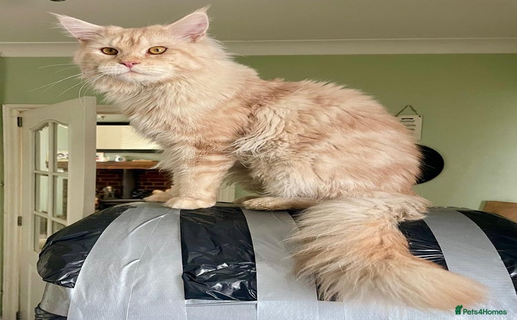 Maine Coon cats - Advert 3