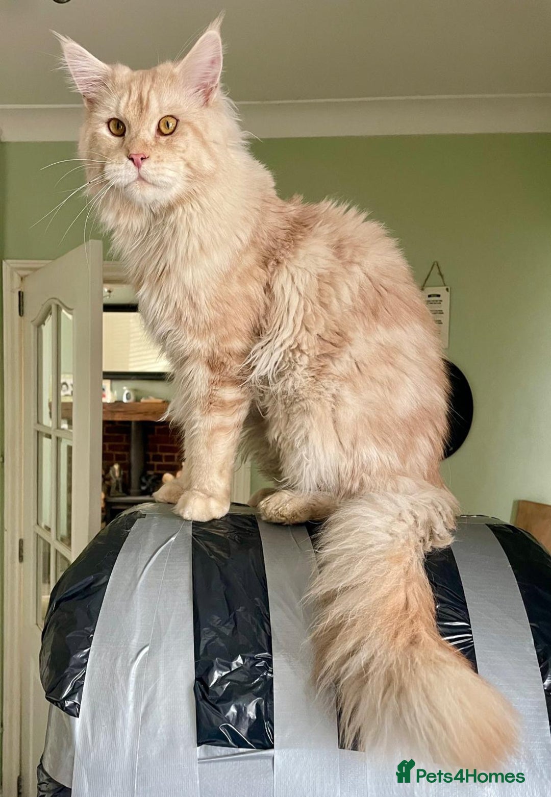 Maine Coon cats for sale: Loving home wanted for stunning 12 month old MC - Image 1