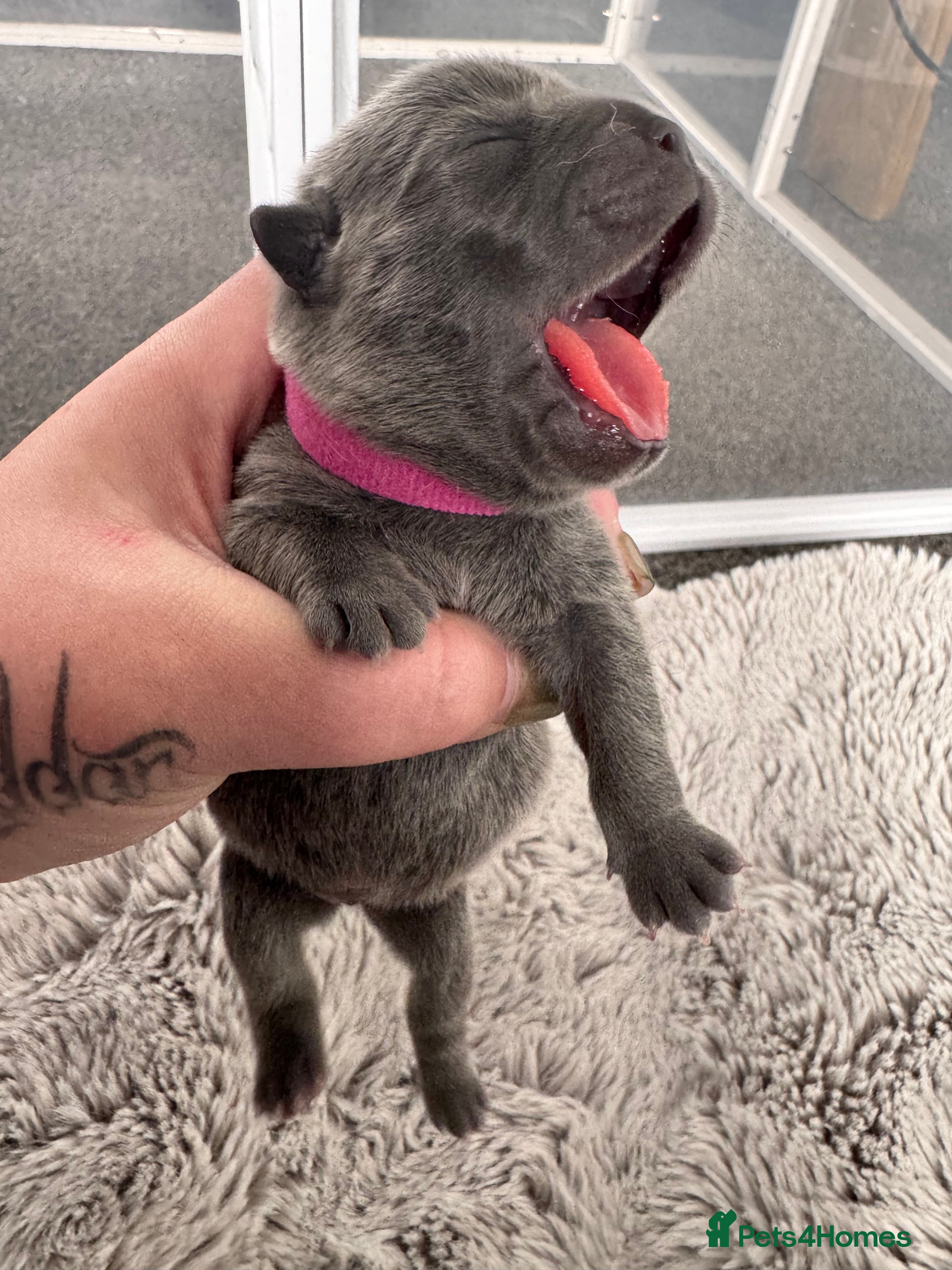 Mixed Breed dogs for sale: Beautiful Litter of French Chows - Advert 7