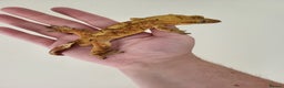 Gecko reptiles for sale: Unsexed Baby Crested Geckos - Advert 11