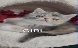 Persian cats for sale: 4 Persian Kittens - Image 2