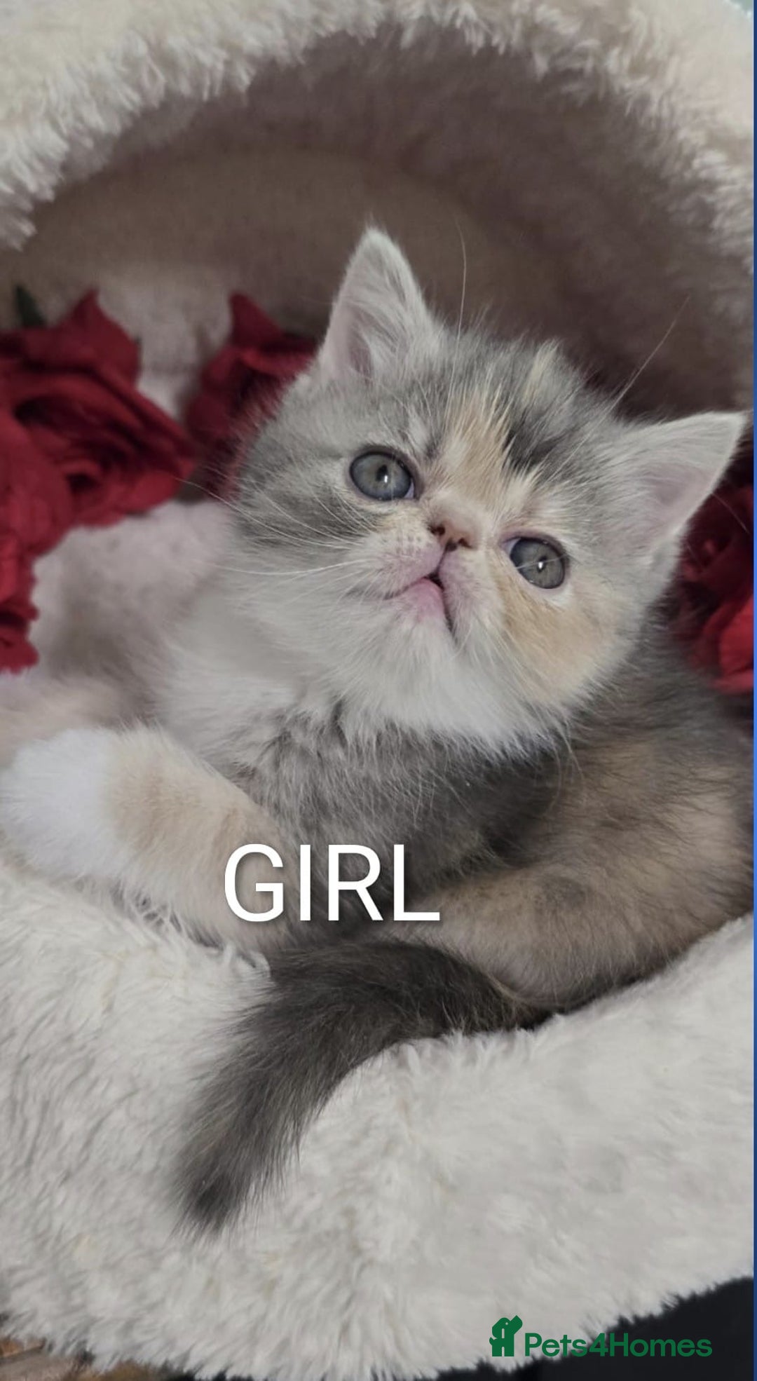Persian cats for sale: 4 Persian Kittens - Image 2