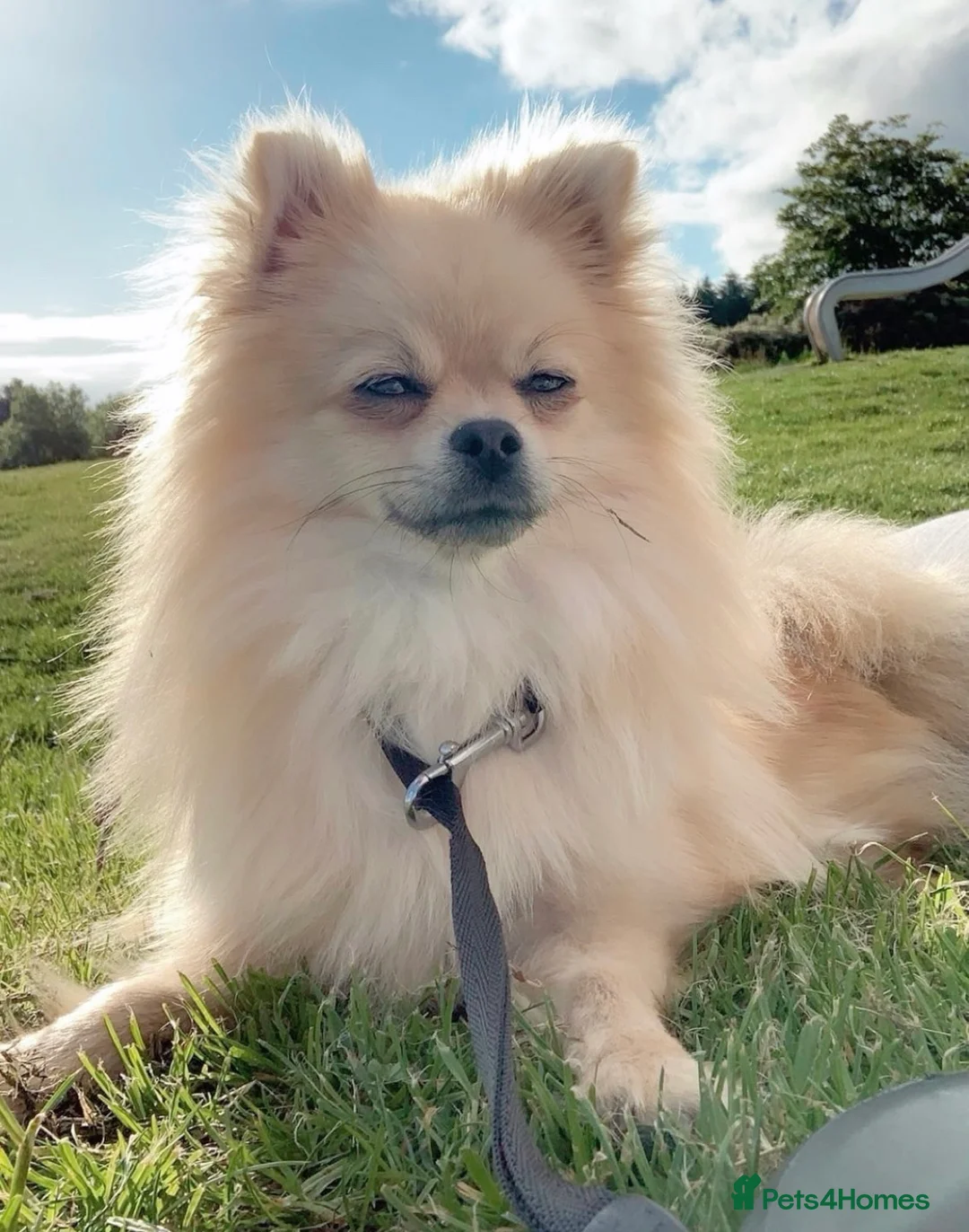Pomeranian dogs for sale: Stunning Little Pomeranian Boy  - Advert 8