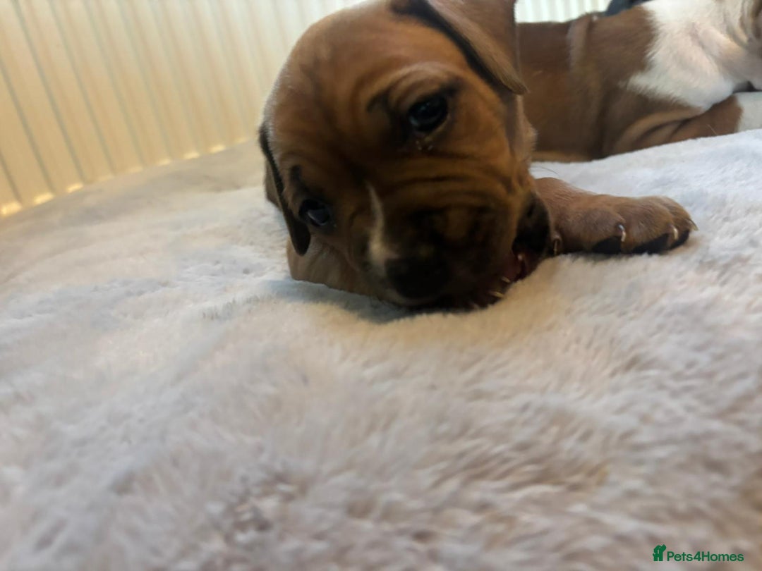 American Bulldog dogs for sale: American bulldog pups for sale - Advert 34