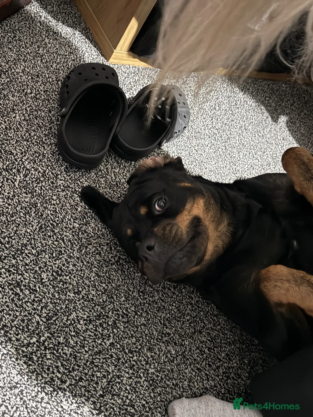 Rottweiler dogs for sale: Kc reg rotweiller pup waiting list now open  in Derby - Advert 2
