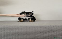 Chinese Crested dogs for sale: Powder puff and hairless girl available  in Crewe - Image 13