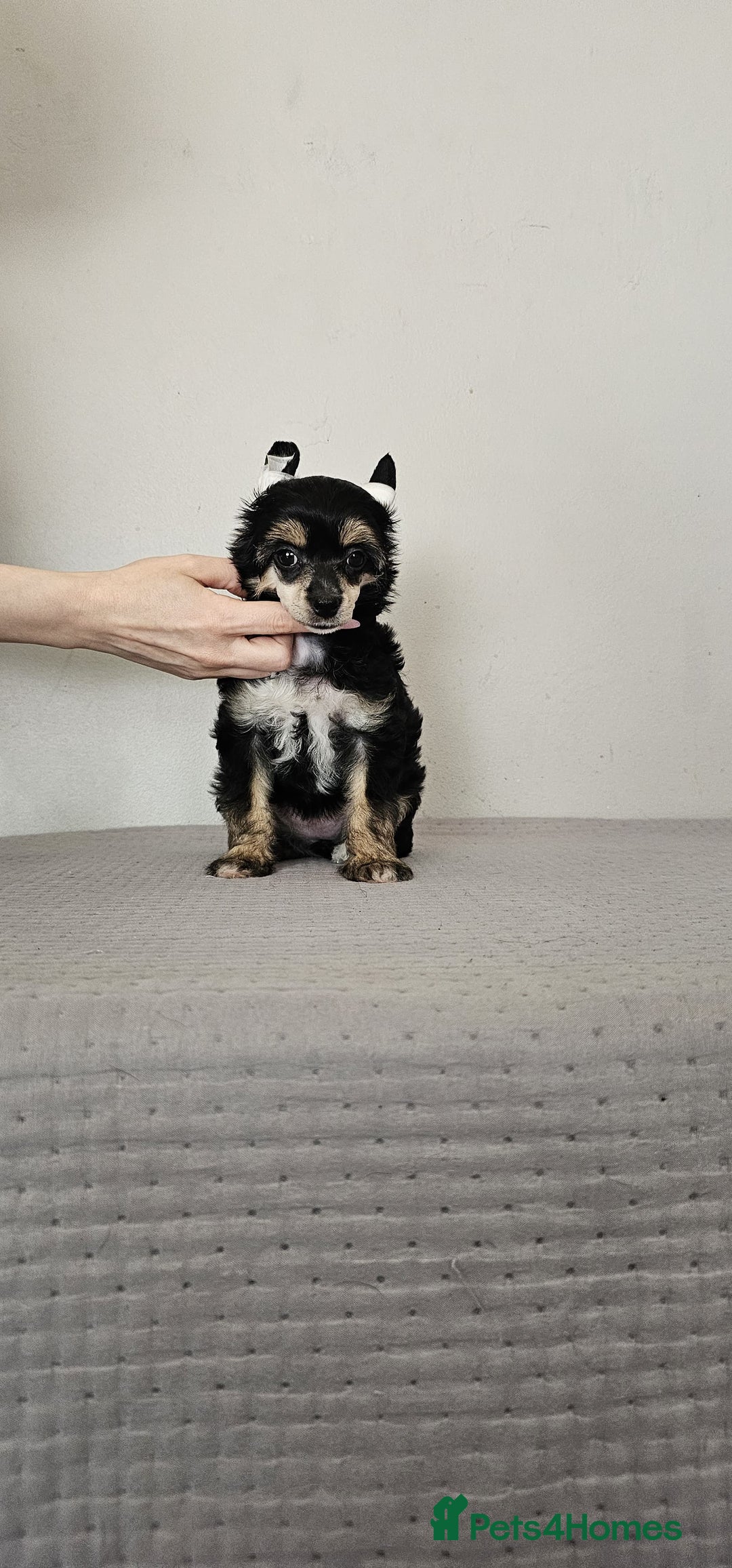 Chinese Crested dogs for sale: Powder puff and hairless girl available  in Crewe - Image 13