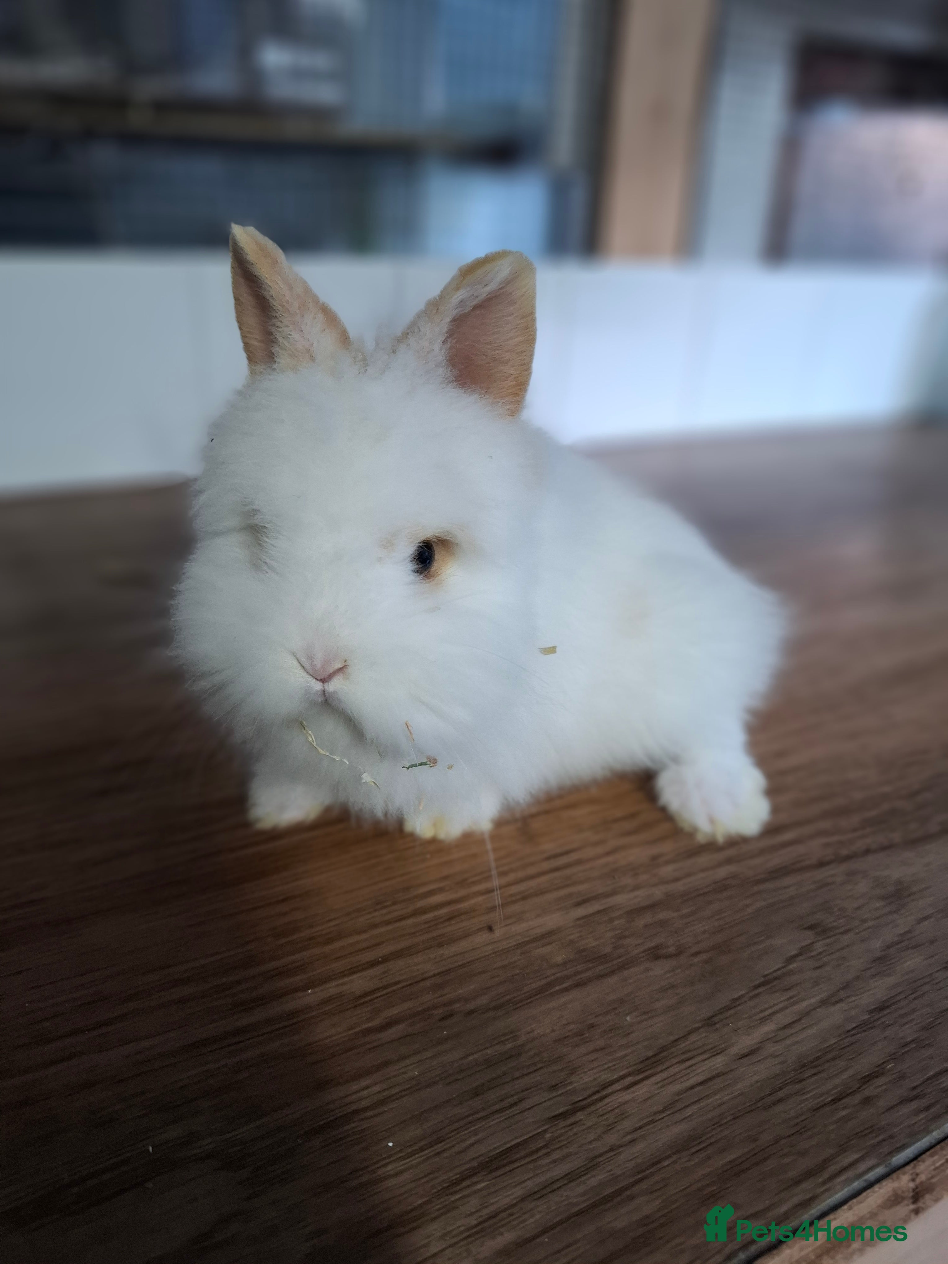 Lionhead rabbits DOUBLE MANED - Advert 8