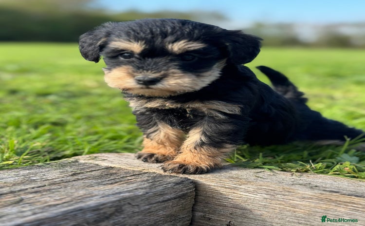 Schnoodle dogs - Advert 1