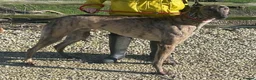 Greyhound dogs for adoption: Friendly boy Bryan wants a loving forever home - Advert 2