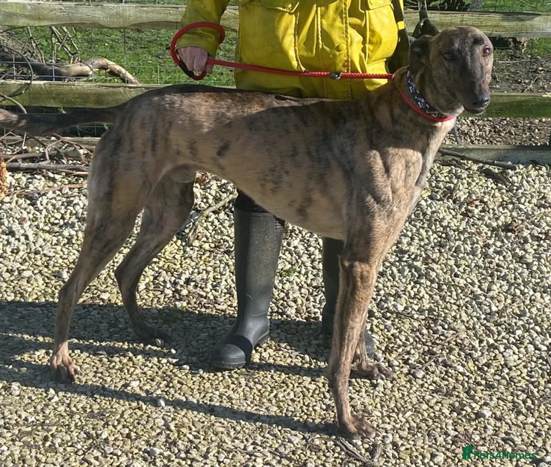 Greyhound dogs for adoption: Friendly boy Bryan wants a loving forever home - Advert 2