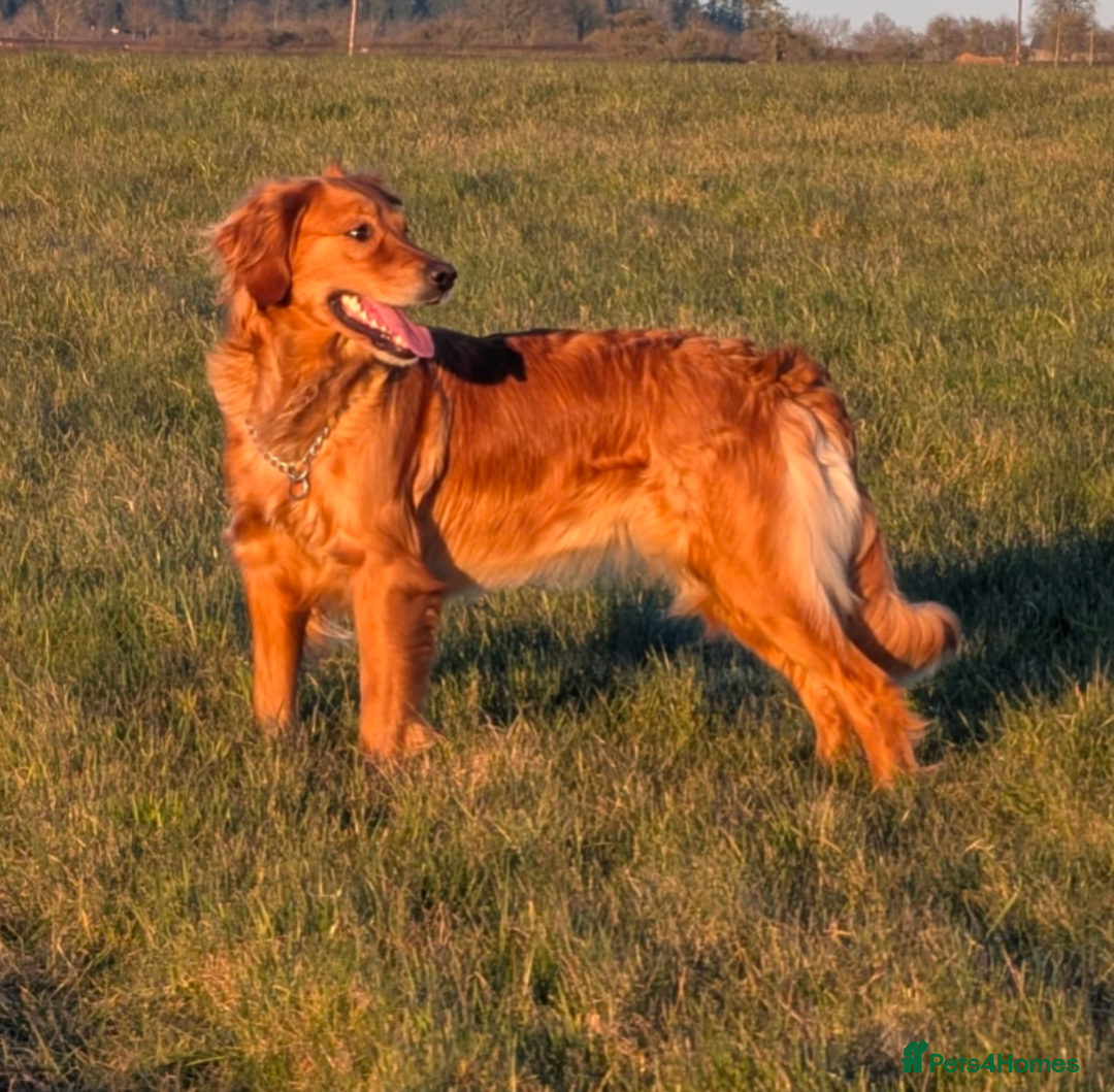 Golden Retriever dogs for sale: Working Golden Retriever Puppies  - Advert 1