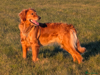 Golden Retriever dogs Working Golden Retriever Puppies - Advert 1