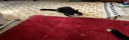 Domestic Shorthair cats for sale: 4 Beautiful Kittens Ready for their Forever Homes - Advert 18