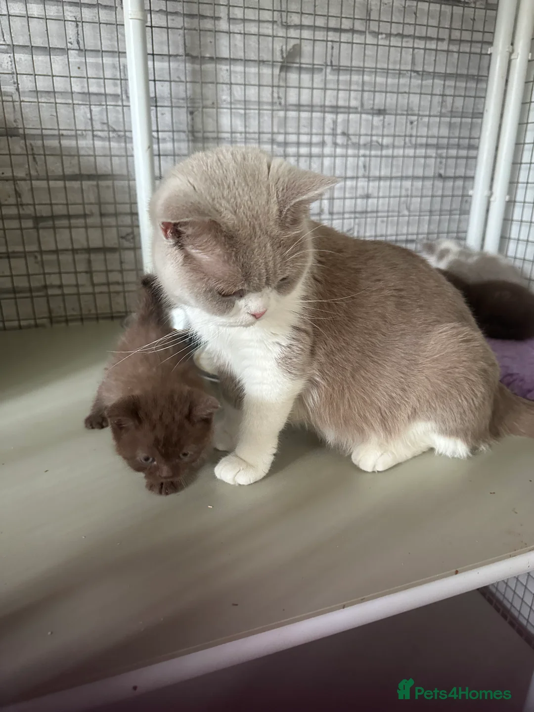 British Shorthair cats for sale: Champion pedigree bsh kittens cinnamon and lilac  - Advert 2