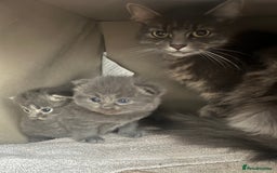 Ragdoll cats for sale: Beautiful grey ragdoll kittens  - Advert 6