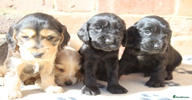 Cocker Spaniel dogs - Advert 4