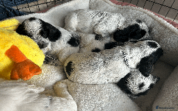 Cocker Spaniel dogs for sale: Cocker Spaniel Pups – From Lindridge Line  - Image 7